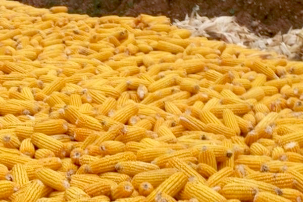 選玉米種子要掌握的13個(gè)標(biāo)準(zhǔn)